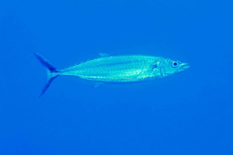 Double-lined mackerel, Double-lined Mackerel, Doublelined Mackerel, Scad Mackerel, Shark Mackerel, Grammatorcynus bilineatus