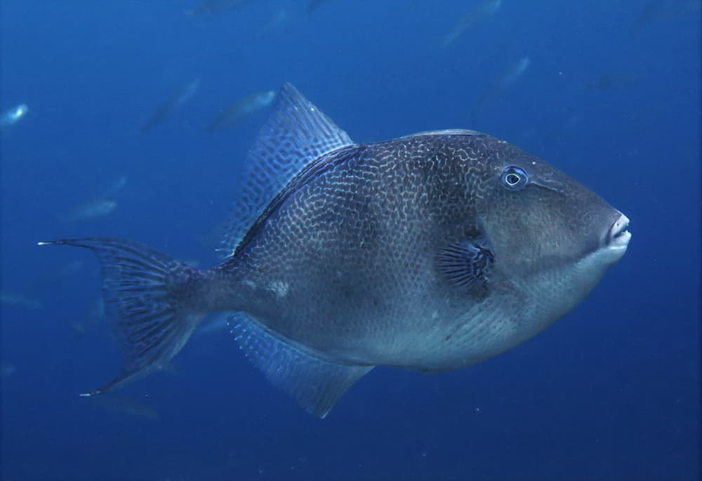 Grauer Drückerfisch - Balistes capriscus