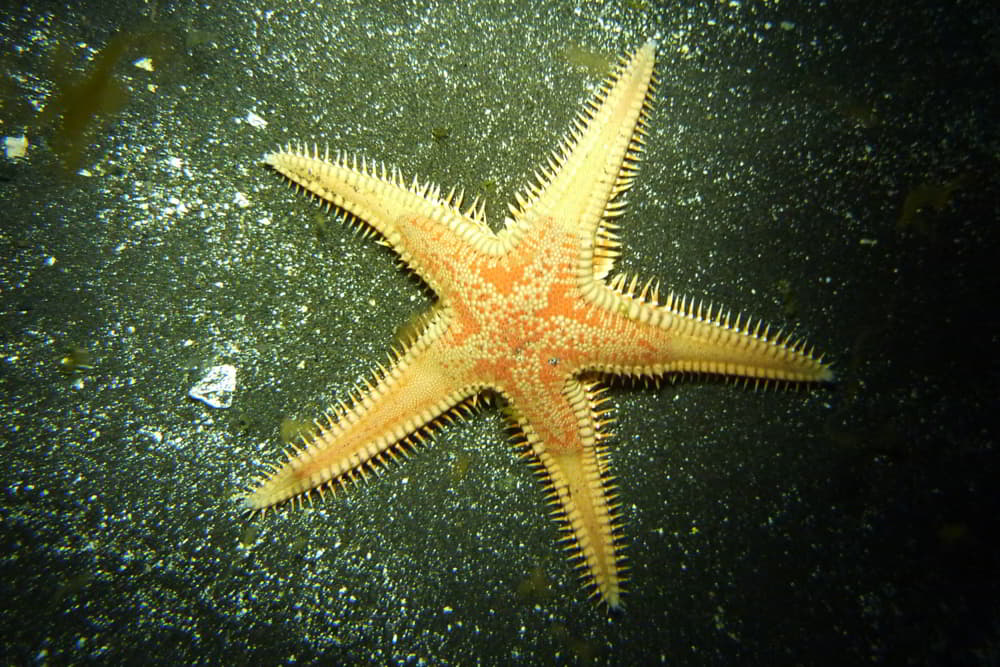 Großer Kammseestern - Astropecten aranciacus