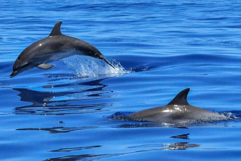 Großer-Tümmler-Tursiops-truncatus-Kanaren-Delfine-Arten-Kanarische-Inseln-Whalewatch-Teneriffa-Wale-Gran-Canaria-Fuerteventura-Lanzarote-Walarten-La-Palma-Gomera-El-Hierro-Atlantik