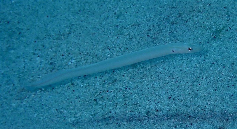 Onespot wormfish, Onespot Wormfish, Gunnellichthys monostigma