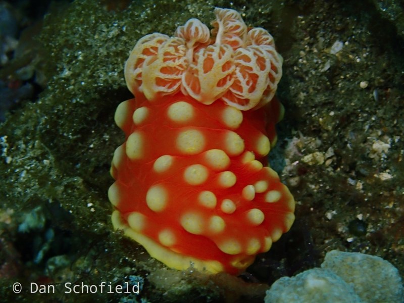 , Strawberry Nudibranch - Gymnodoris aurita, Gymnodoris aurita