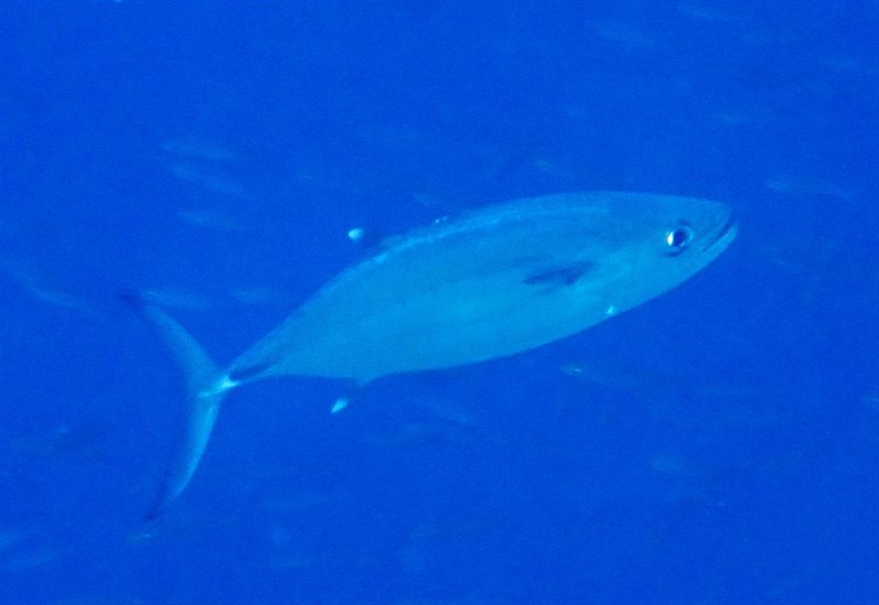 Dogtooth tuna, Dog-tooth Tuna, Peg-tooth Tuna, Scaleless Tuna, White Tuna, White-flesh Tuna, Gymnosarda unicolor