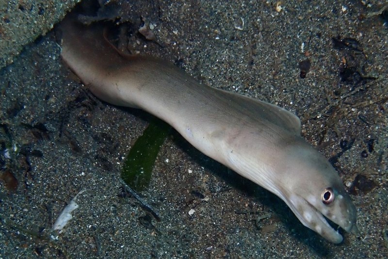 Narrowtail moray, Narrowtail Moray, Gymnothorax angusticauda