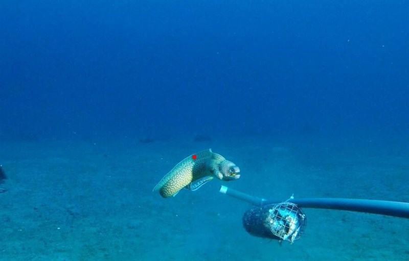 Elegant moray, , Gymnothorax elegans