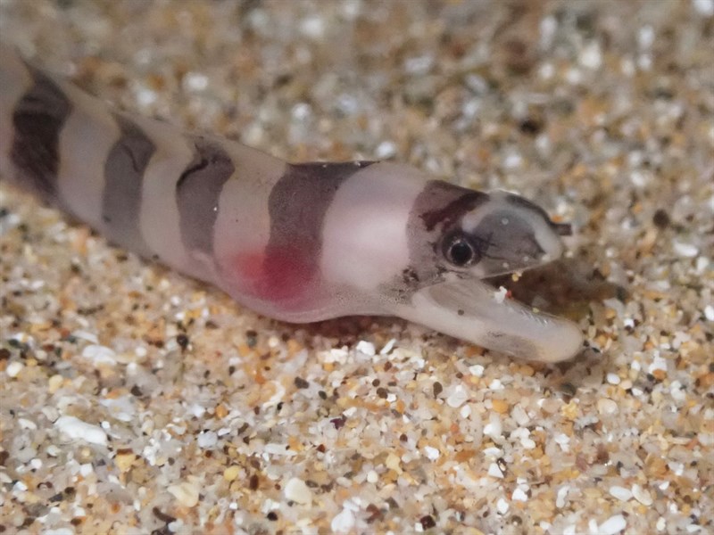 Slendertail moray, , Gymnothorax gracilicauda