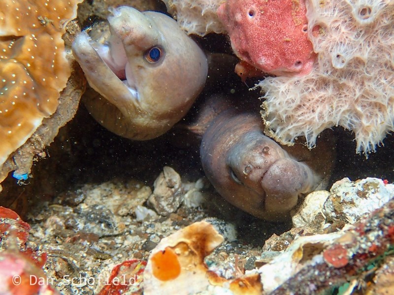 Drab moray, Drab Moray, Plain Moray Eel, Monotone Moray - Gymnothorax monochrous, Gymnothorax monochrous