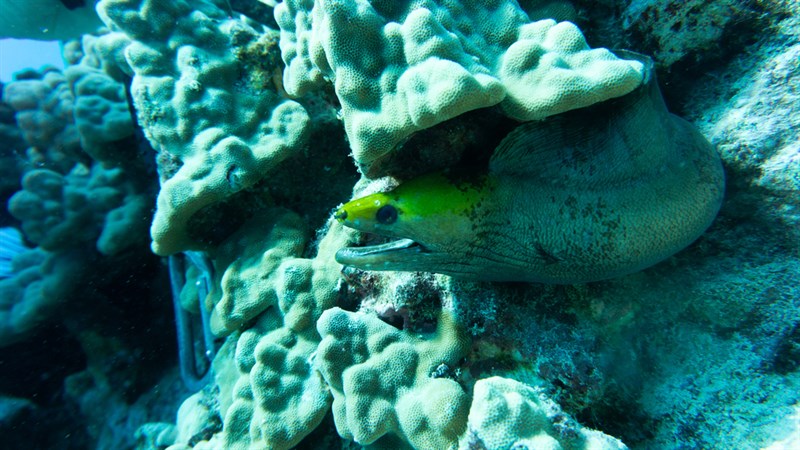 Banded moray, Banded Moray, Gymnothorax rueppelliae