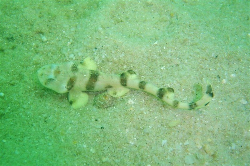 Tiger catshark, , Halaelurus natalensis