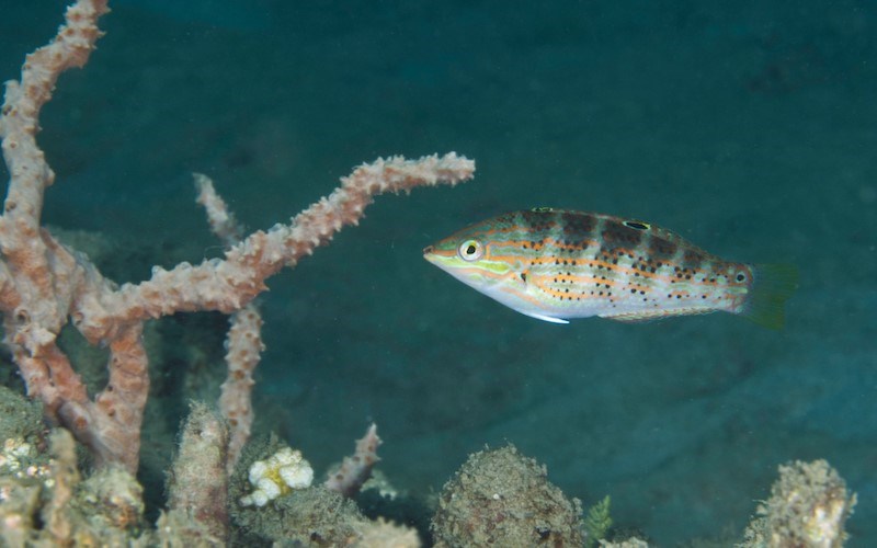 Saowisata wrasse, Saowisata Wrasse, Banded Rainbowfish, Halichoeres binotopsis