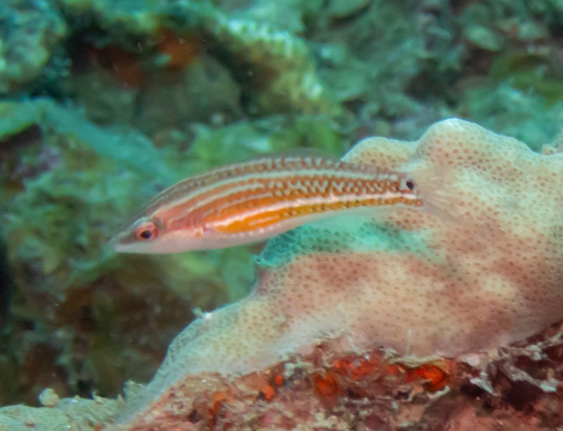 Erdmann's wrasse, Erdmann's Wrasse, Halichoeres erdmanni