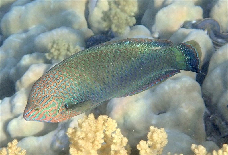 Dusky wrasse, Dusky-wrasse, Speckled Rainbowfish, Splendid Rainbow Wrasse, Halichoeres marginatus