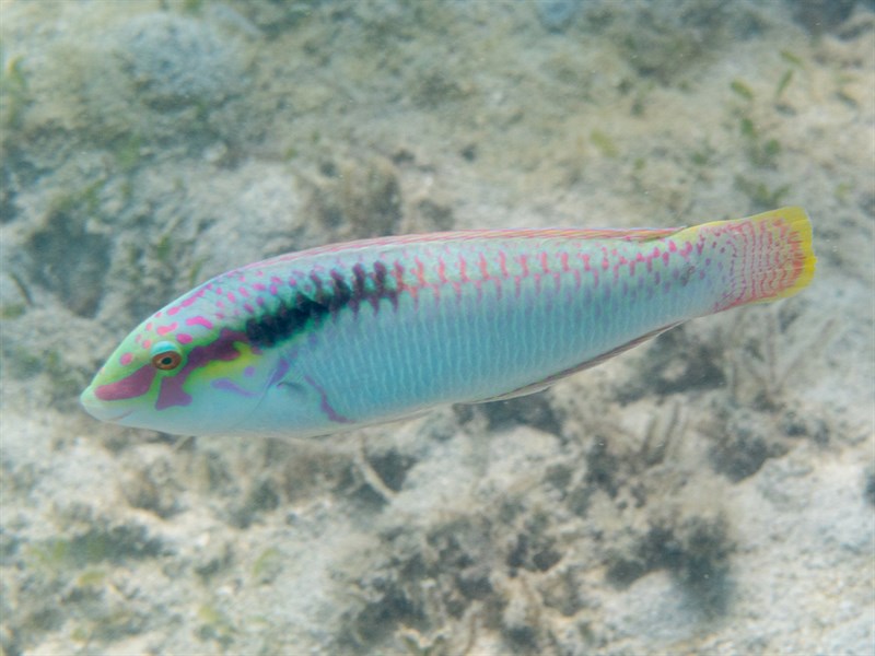 Zigzag wrasse, Brownbanded Wrasse, Zigzag Sandwrasse, Zigzag Wrasse, Halichoeres scapularis