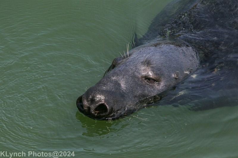 , Gray Seal, Halichoerus grypus