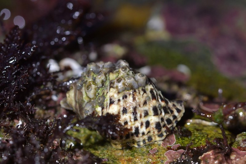 , Oyster Borer - Haustrum scobina, Haustrum scobina