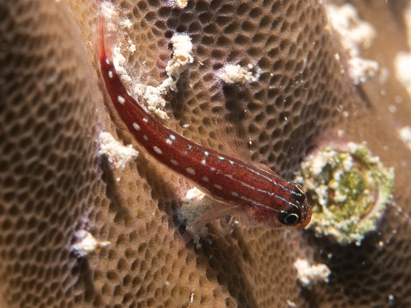 , Triplefin, Helcogramma maldivensis