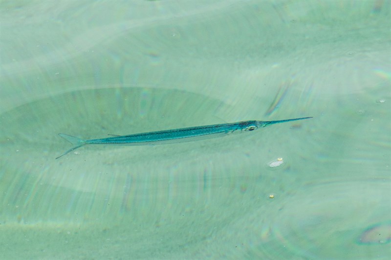 Lutke's halfbeak, Lutke's Halfbeak, Hemiramphus lutkei