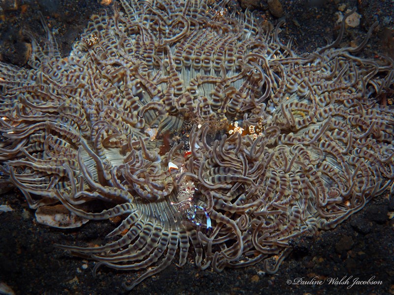 , Beaded Sea Anemone, Heteractis aurora