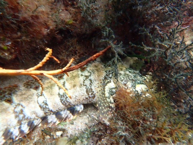 Johnston's weedfish, Johnston's Weedfish - Heteroclinus johnstoni, Heteroclinus johnstoni