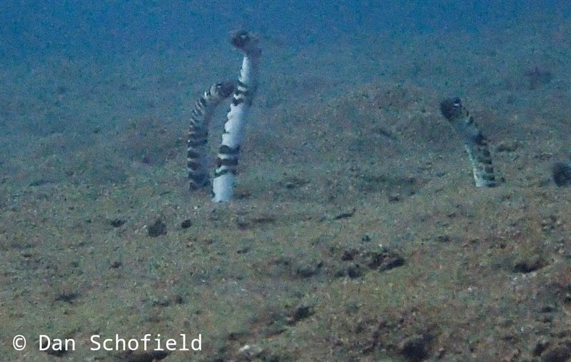 Zebra garden eel, Heteroconger Polyzona - Heteroconger polyzona, Heteroconger polyzona