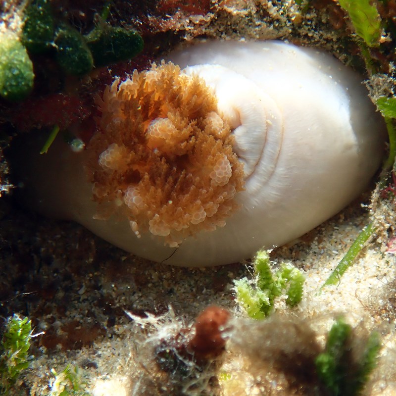 , Hemprich's Sea Anemone, Heterodactyla hemprichii