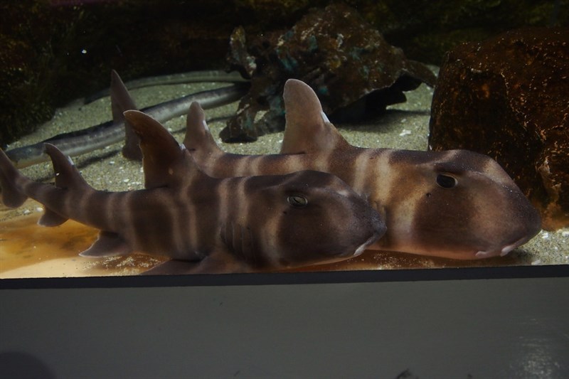 Japanese bullhead shark, Japanese Bullhead Shark, Heterodontus japonicus