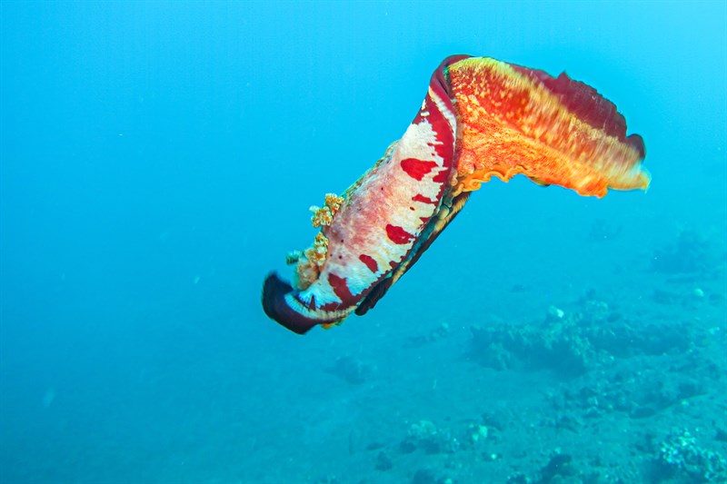 , Bood Red Spanish Dancer, Hexabranchus sanguineus