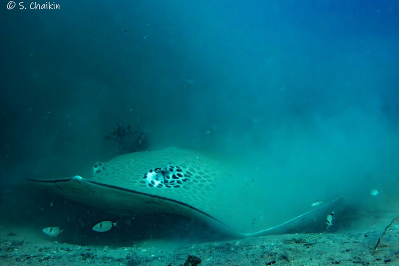 Fine-spotted leopard whipray, , Himantura tutul