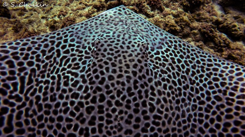 Honeycomb stingray, Whiptail Stingray, Reticulate Whipray,Honeycomb Stingray, Himantura uarnak