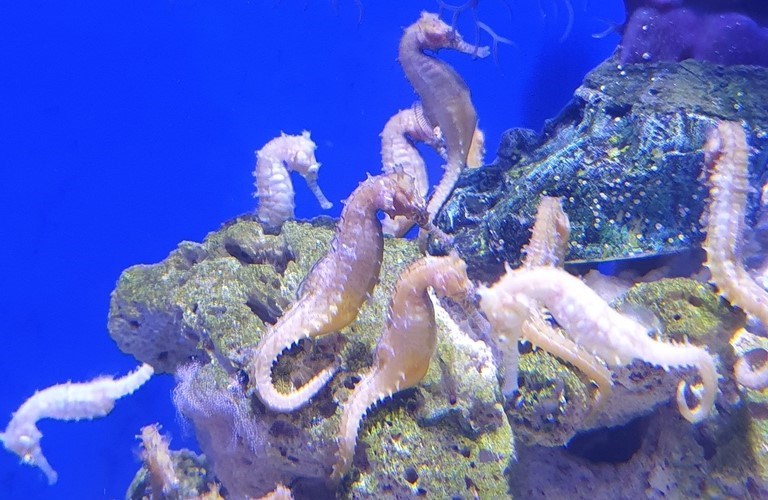 Barbour's seahorse, Zebra-snout Seahorse Or Barbours Seahorse - Hippocampus barbouri, Hippocampus barbouri