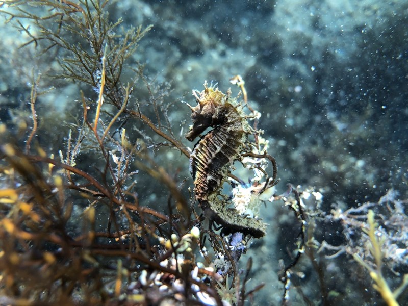 Long-snouted seahorse, Long-snouted Seahorse, Hippocampus guttulatus