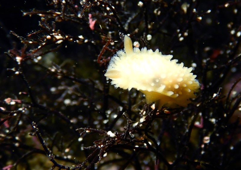 , Small Knobbed Sea Slug, Holoplocamus papposus