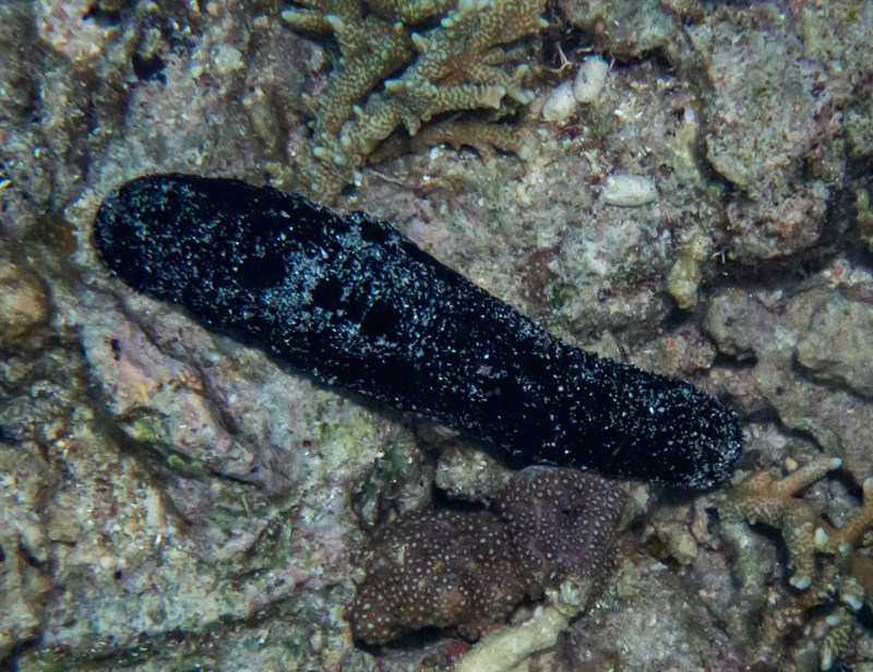 , Black Sea Cucumber, Lollyfish, Holothuria atra