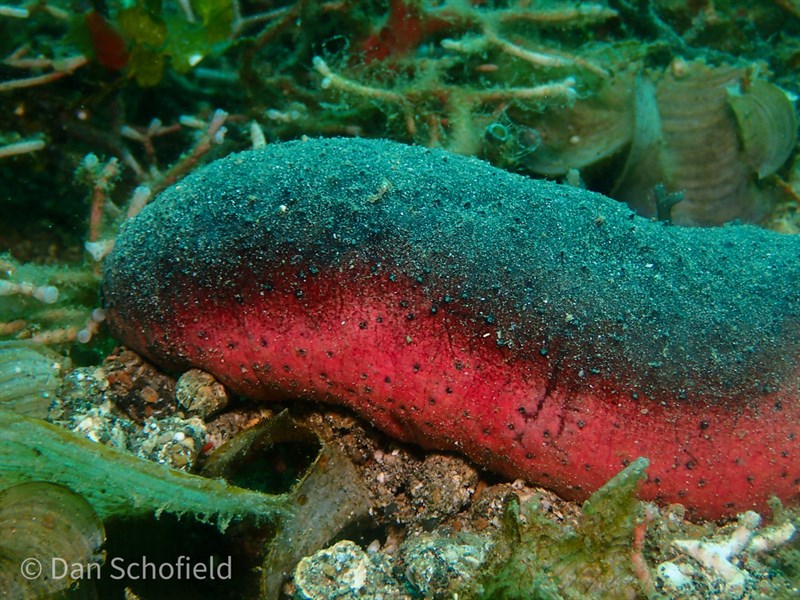 , Sea Cucumber, Holothuria edulis