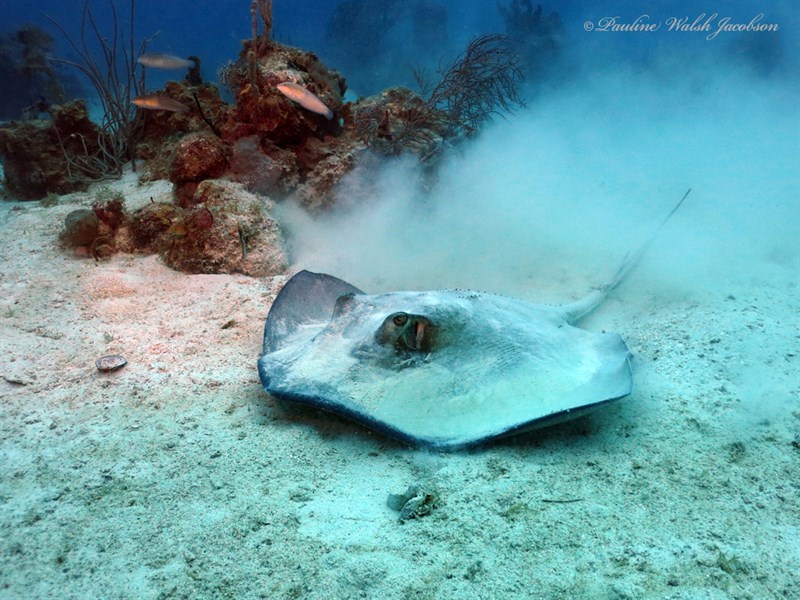 Southern stingray, Southern Stingray, Hypanus americanus