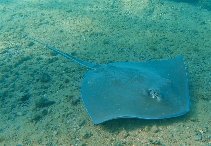 Longtail stingray, Hypanus longus, Hypanus longus