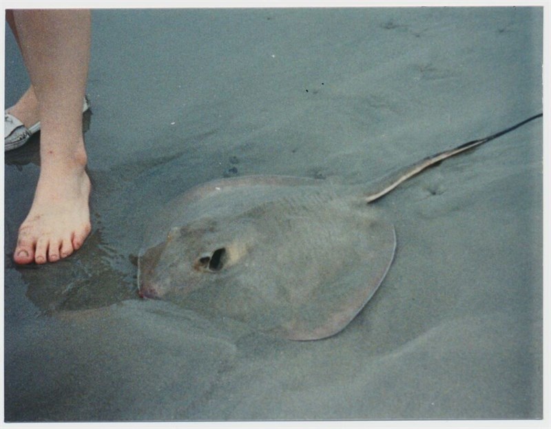 Bluntnose stingray, , Hypanus say