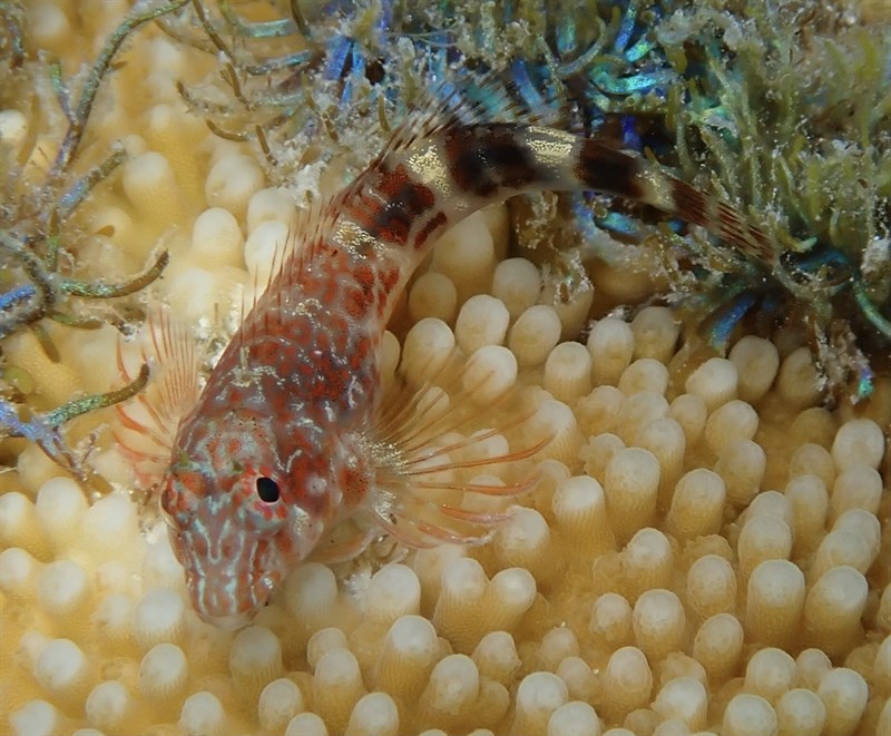 Orangespotted blenny, Orangespotted Blenny, Hypleurochilus springeri