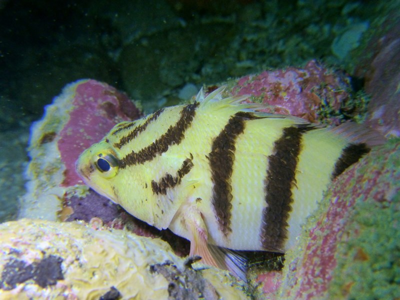 Blackbanded seaperch, Blackbanded Seaperch, Red-banded Sea Perch, Yellow-banded Seaperch - Hypoplectrodes annulatus, Hypoplectrodes annulatus