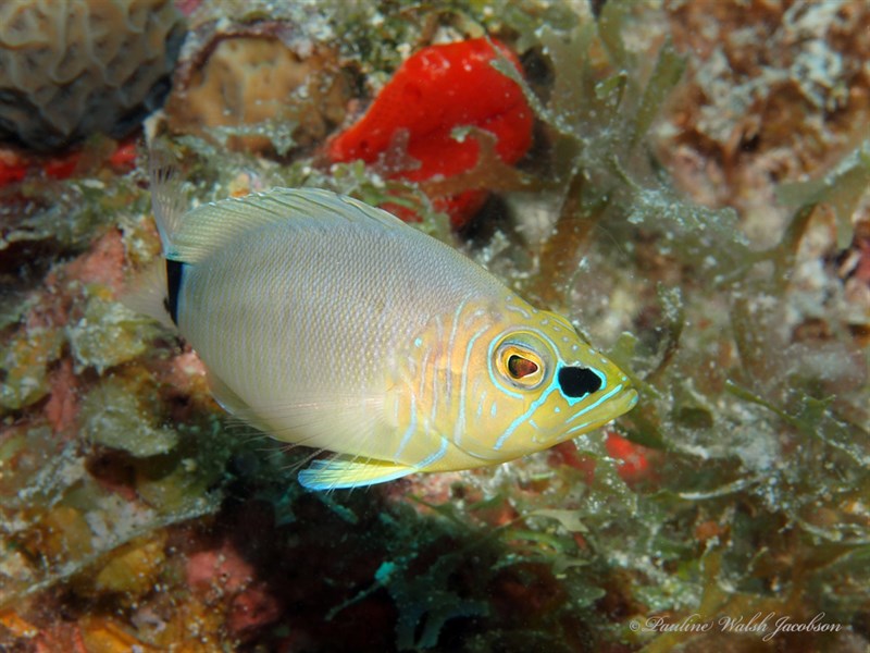 Butter hamlet, Butter Hamlet, Hypoplectrus unicolor