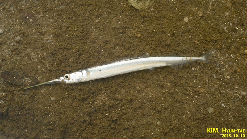 Asian pencil halfbeak, , Hyporhamphus intermedius