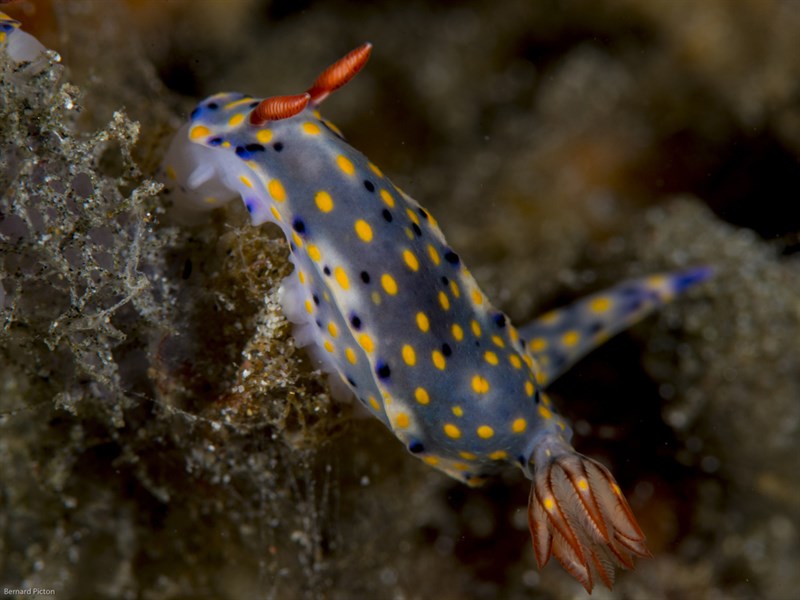 , Confetti-Nudibranch, Hypselodoris confetti