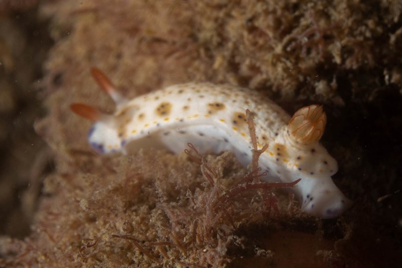 , Rudman's Hypselodoris, Hypselodoris rudmani