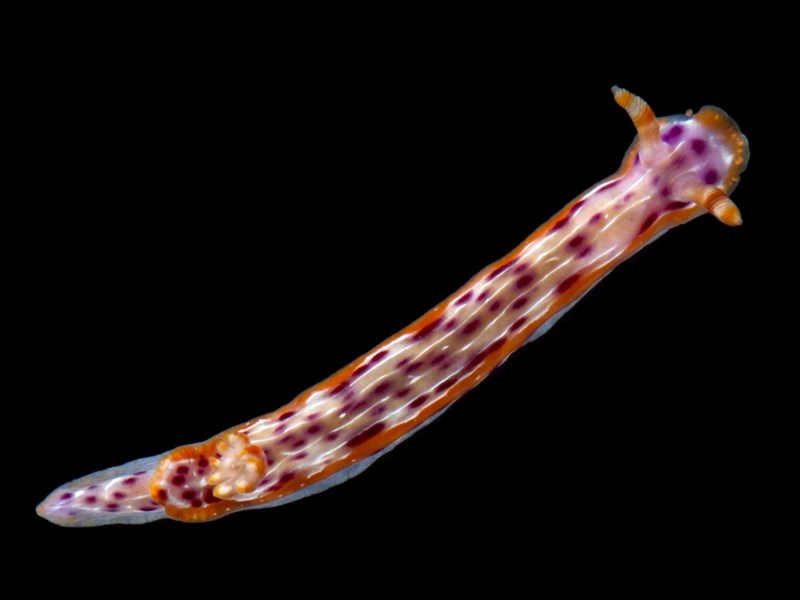 , Nudibranch, Hypselodoris yarae