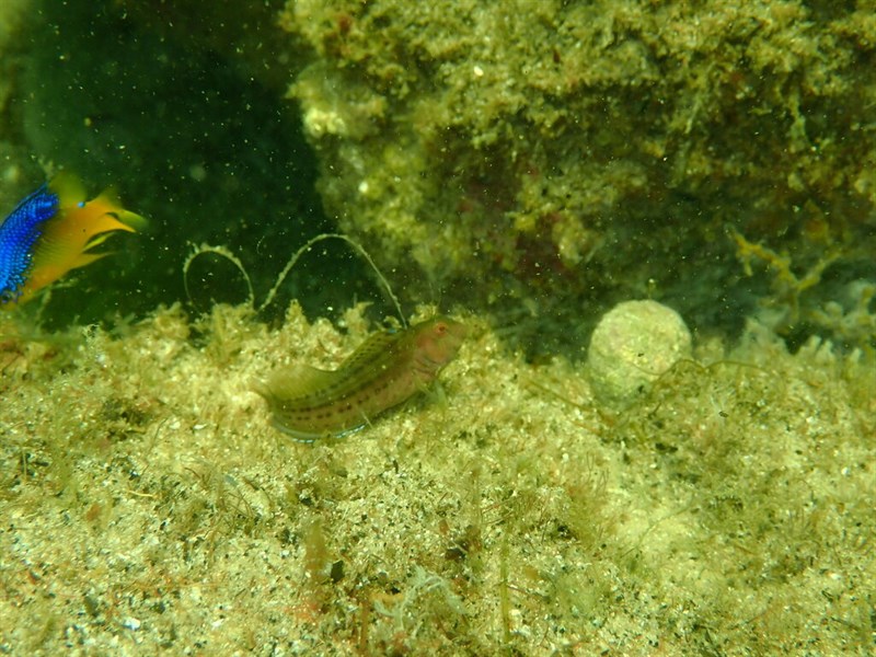 Feather blenny, Feather Blenny - Hypsoblennius hentz, Hypsoblennius hentz