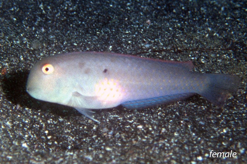 , Marquesas-Razorfish, Iniistius auropunctatus