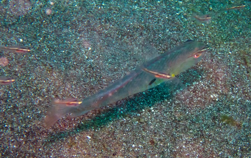 Two-spot razorfish, Two-spot Razorfish, Iniistius bimaculatus