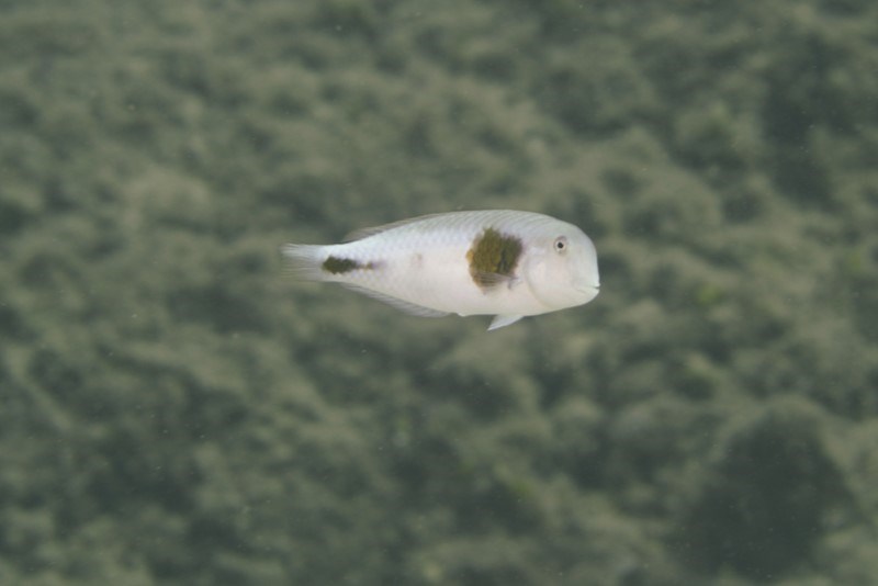 Celebes razorfish, Celebes Razorfish, Bronzespot Razorfish - Iniistius celebicus, Iniistius celebicus