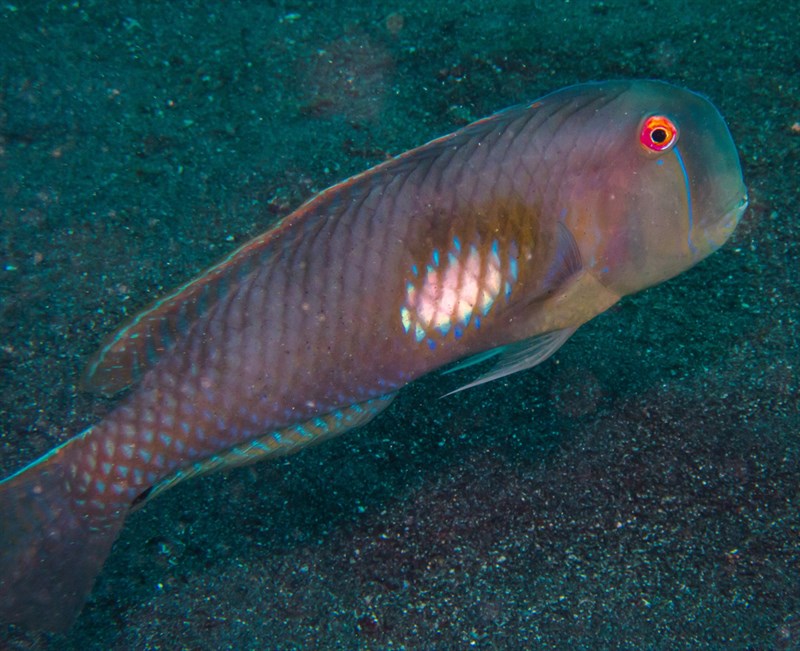 Yellowpatch razorfish, Yellowpatch Razorfish, Iniistius melanopus