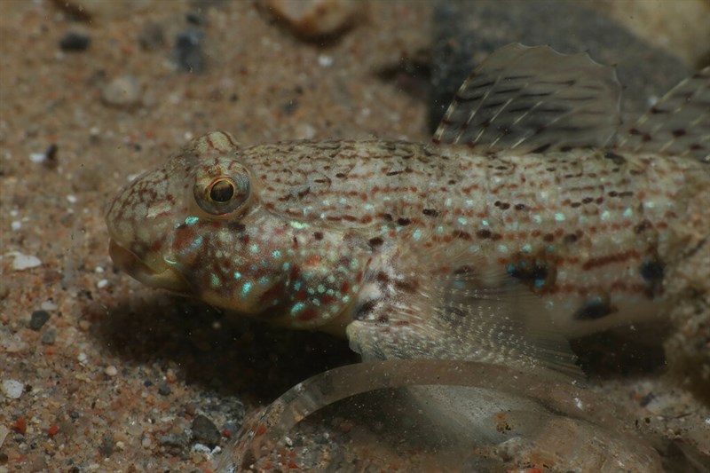 Ornate goby, Ornate Goby, Istigobius ornatus